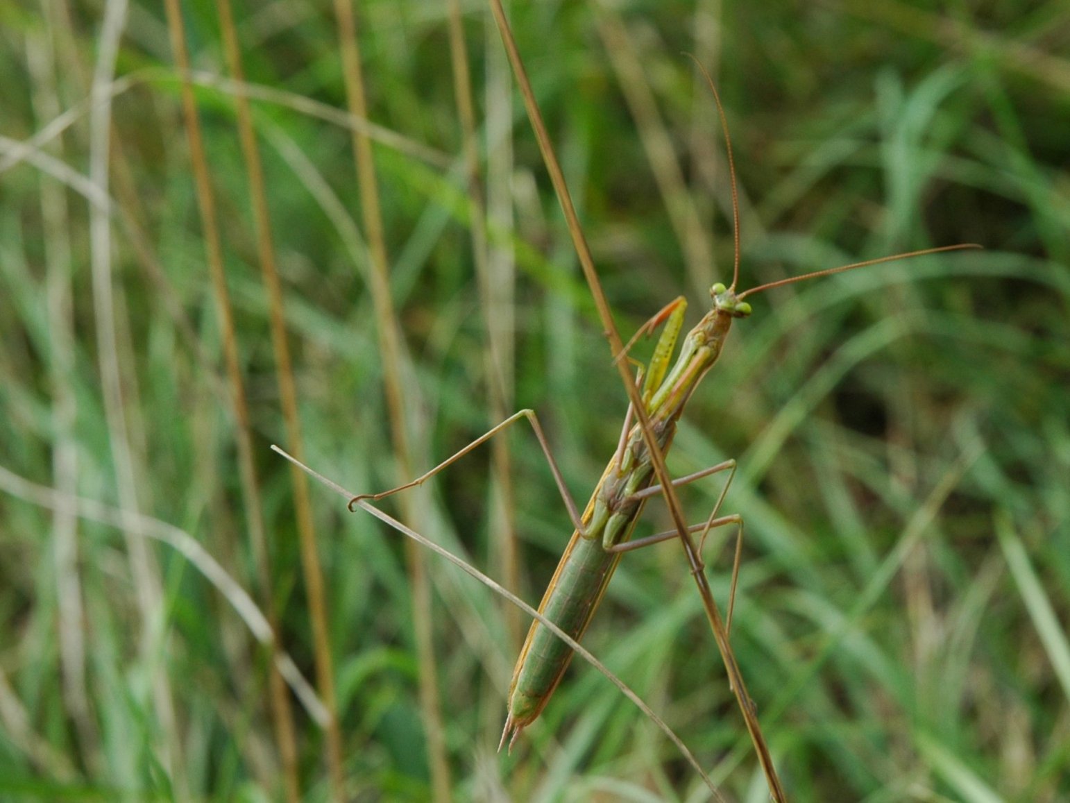 Mantidi da identificare 2006